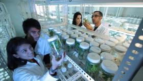 Учёные узнали о роли бактерий и грибов в развитии сельхозкультур